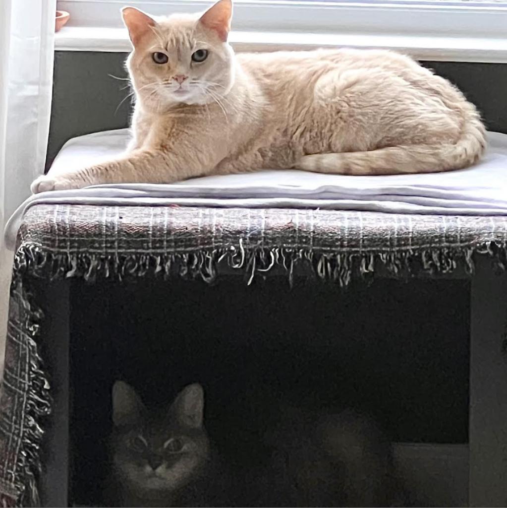 Photo of Clarissa (and Leo Tolstoy) 4