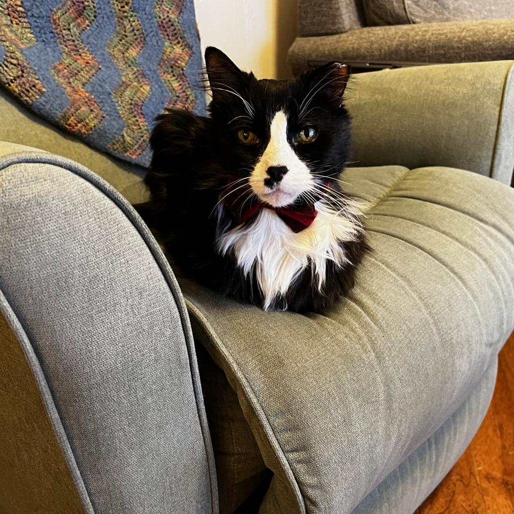 Photo of Sylvester 10