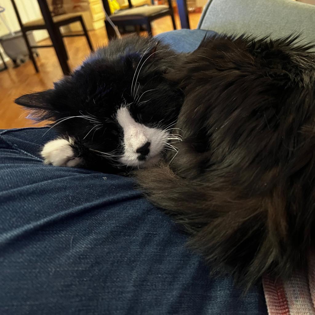 Photo of Sylvester 12