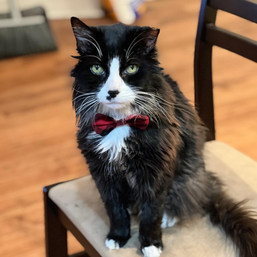 Photo of Sylvester