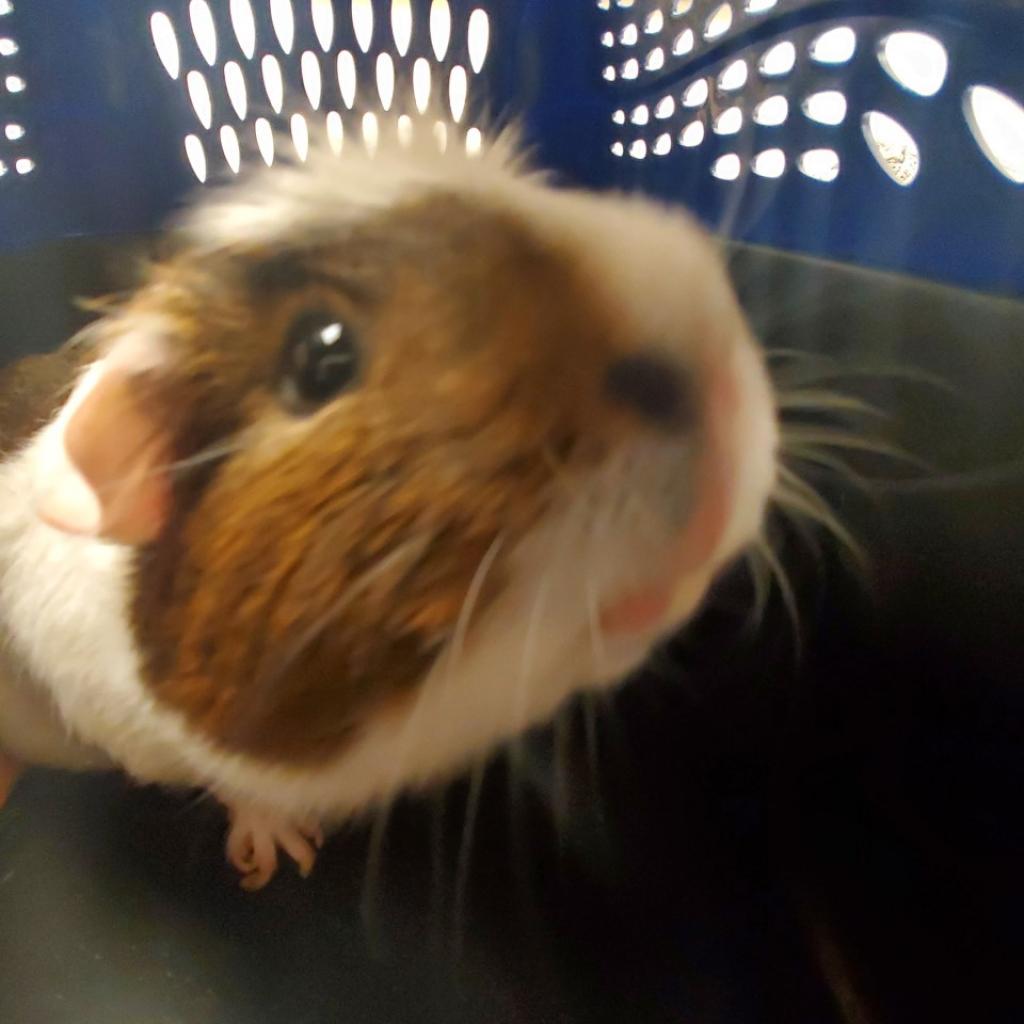 Photo of Ruby (and Penny) 3