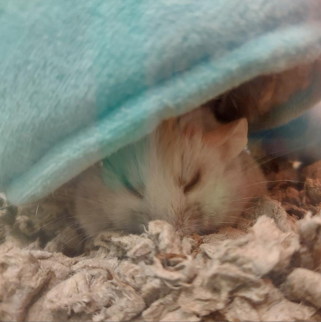 Photo of Fur Baby