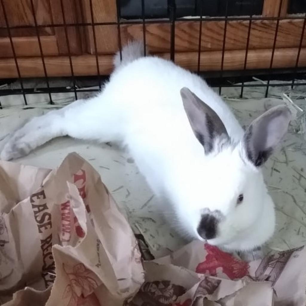 Photo of Flops
