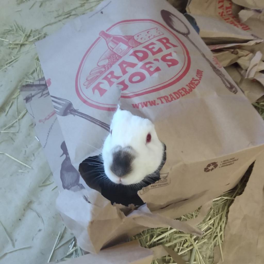 Photo of Flops 4