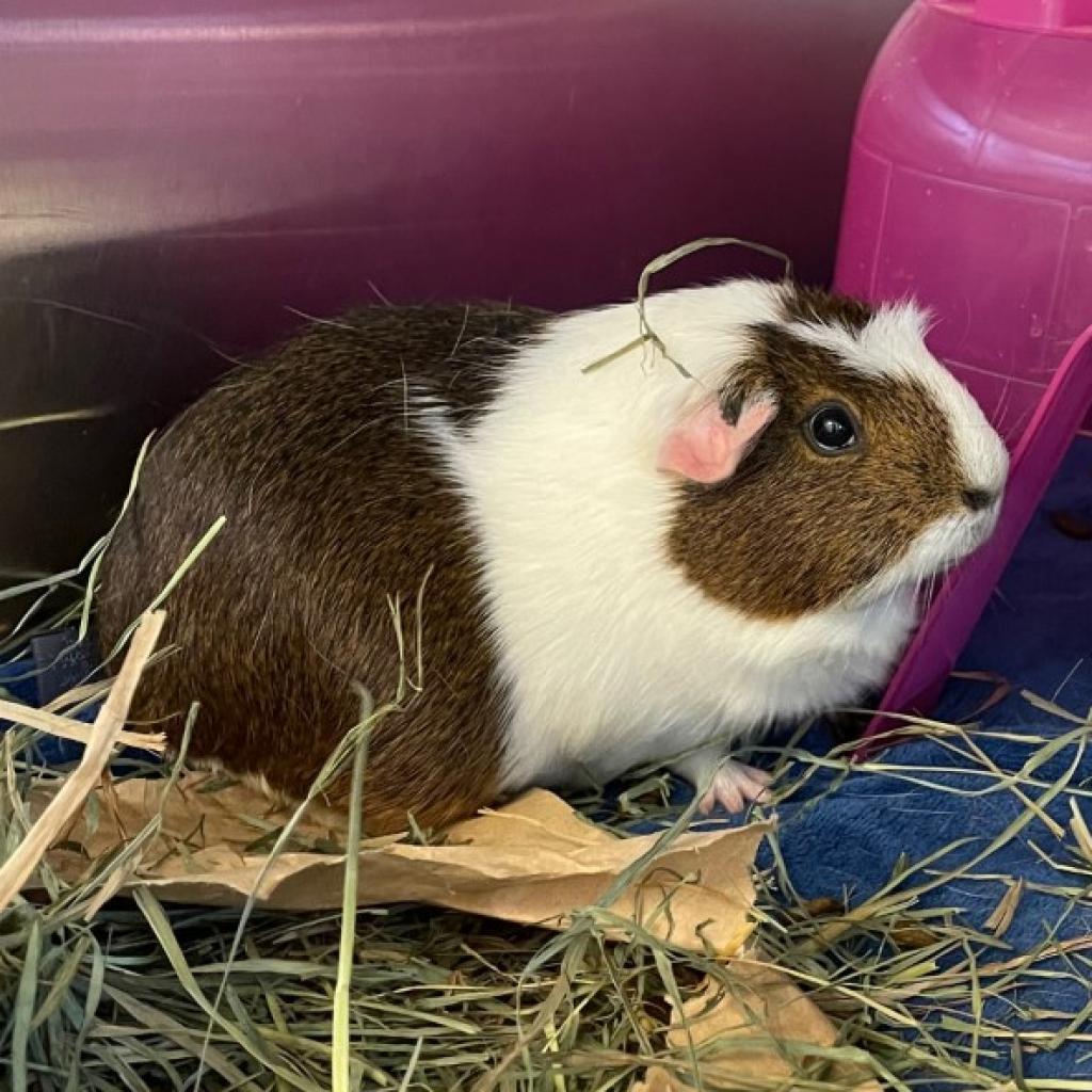 Photo of Ruby (and Penny)