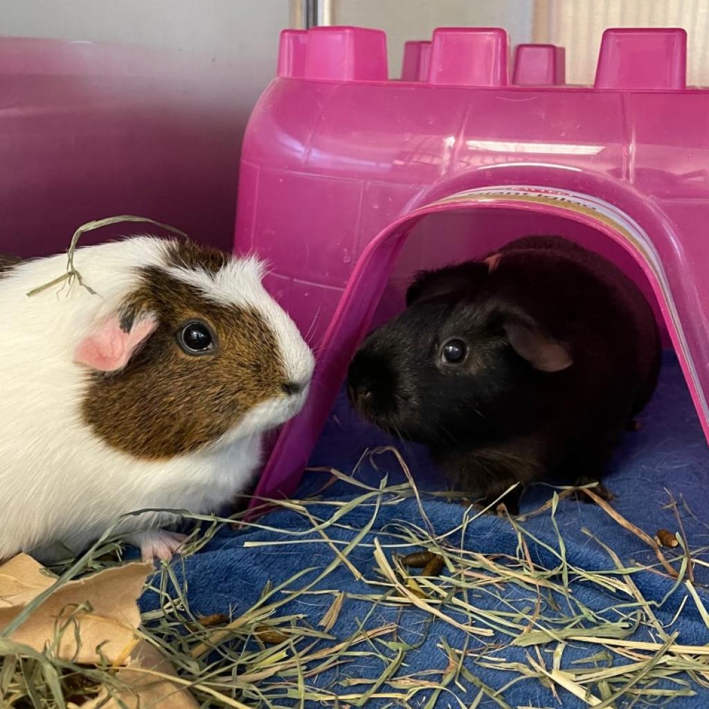 Photo of Penny (and Ruby)