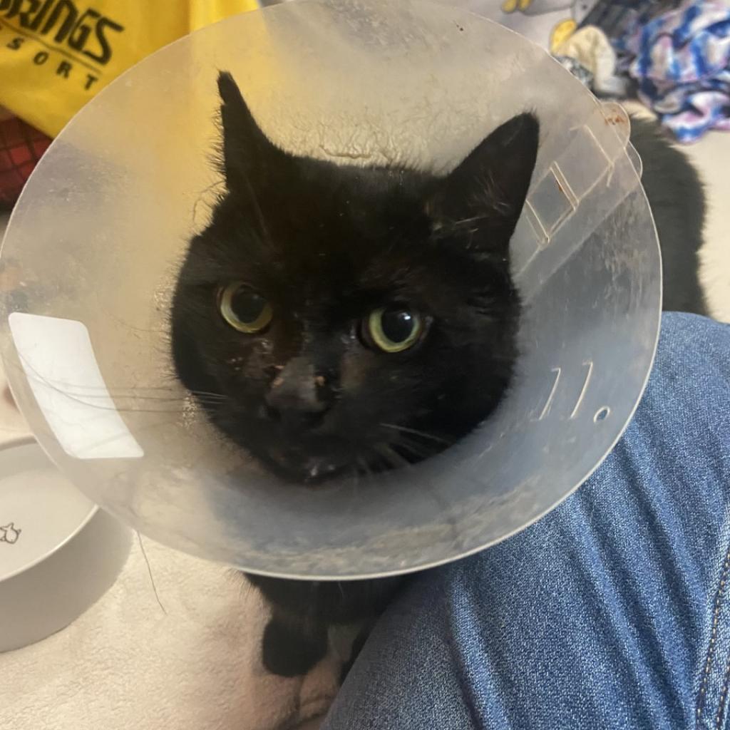 Photo of Sweetsie 5