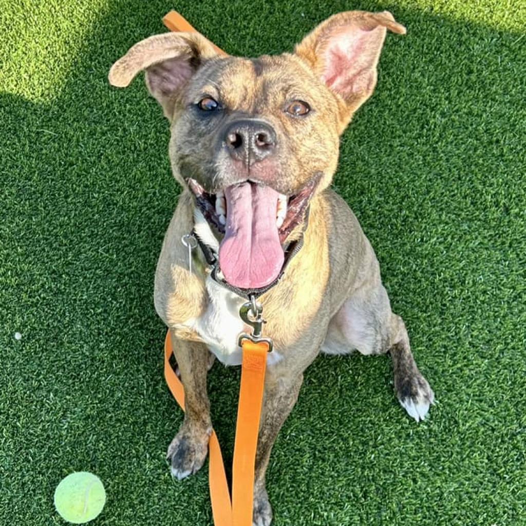 Photo of Rusty 18