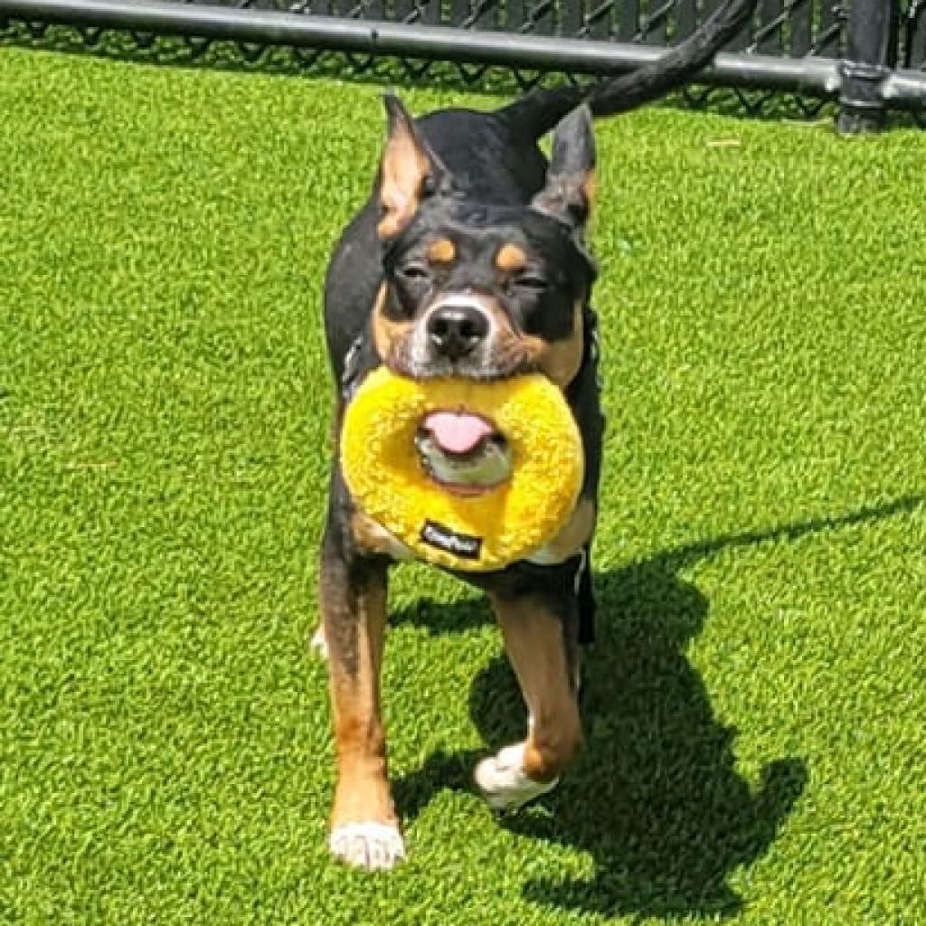 Photo of Sponge 12