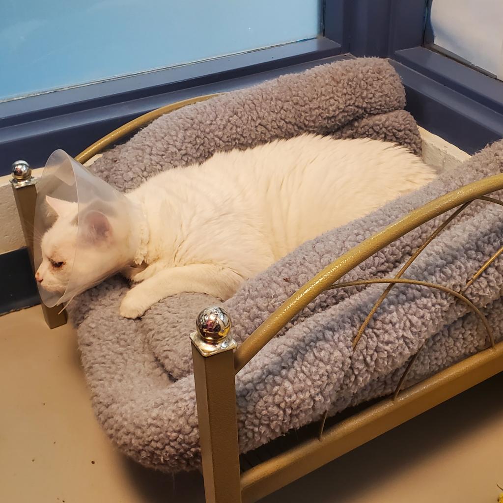 Photo of Fatty 4