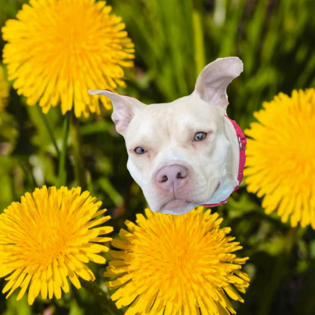 Photo of Dandelion 8