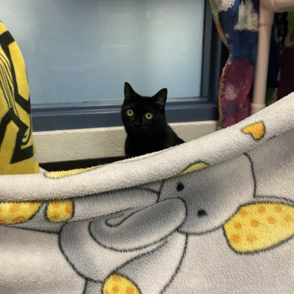 Photo of Sweetsie 7