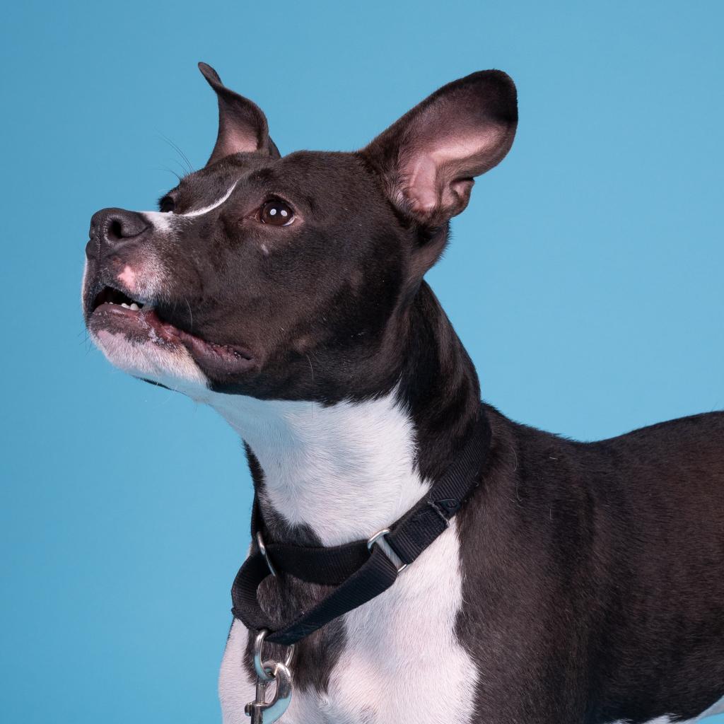 Photo of Scout 4