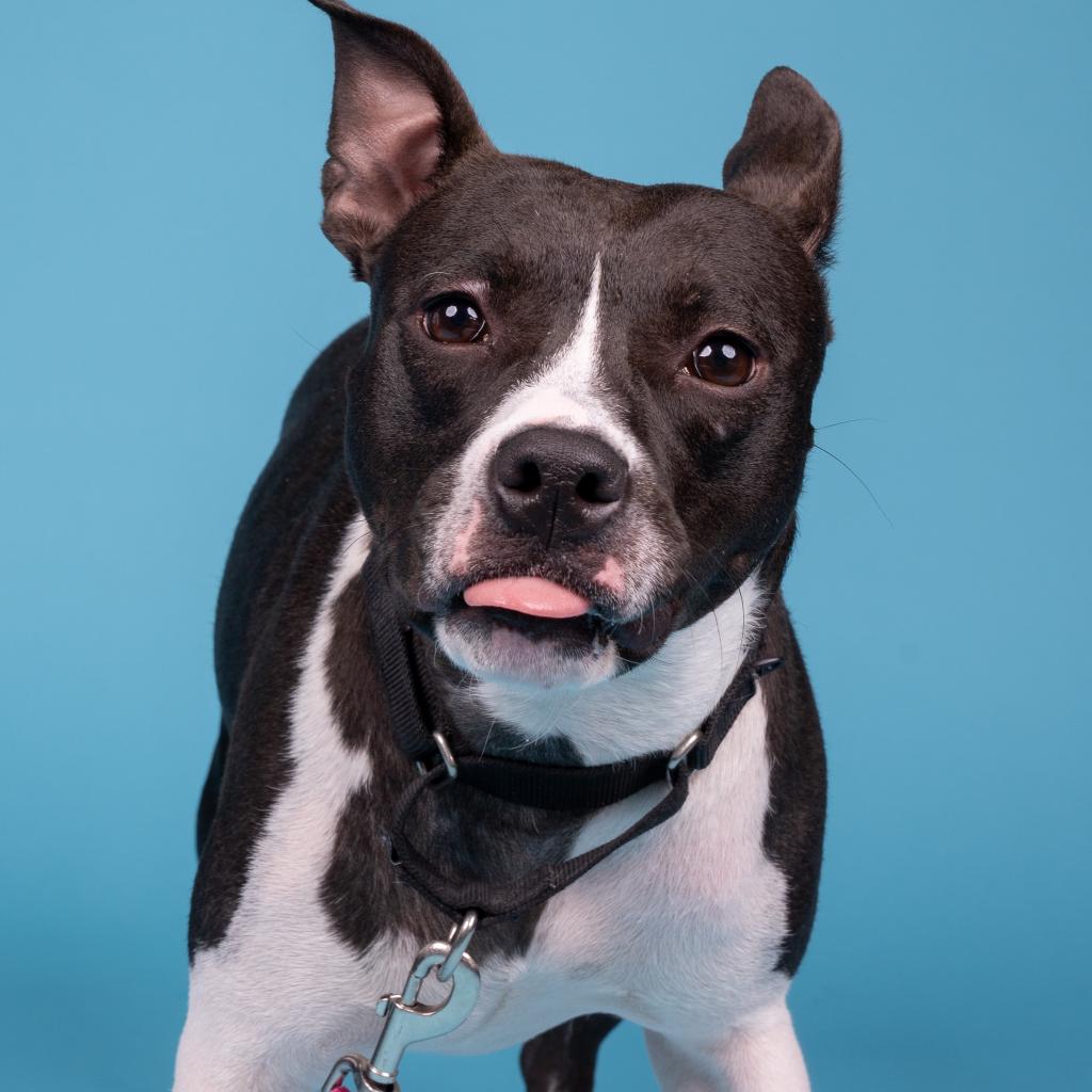 Photo of Scout 5