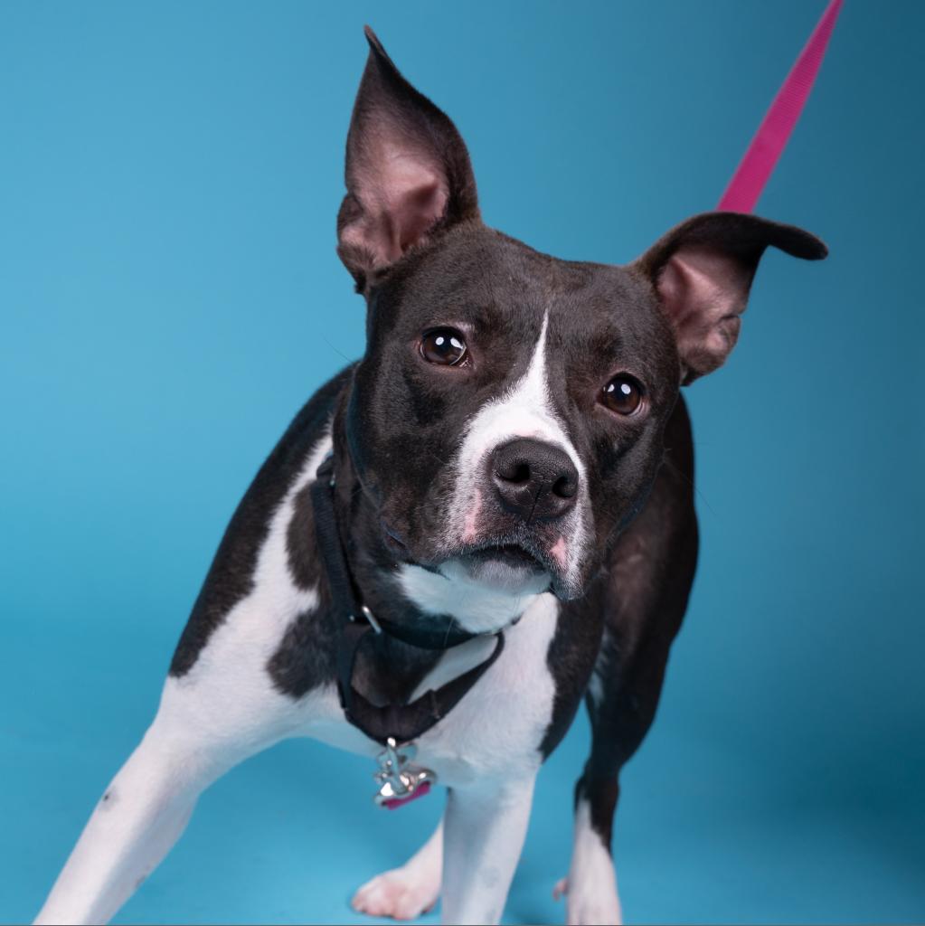 Photo of Scout 8
