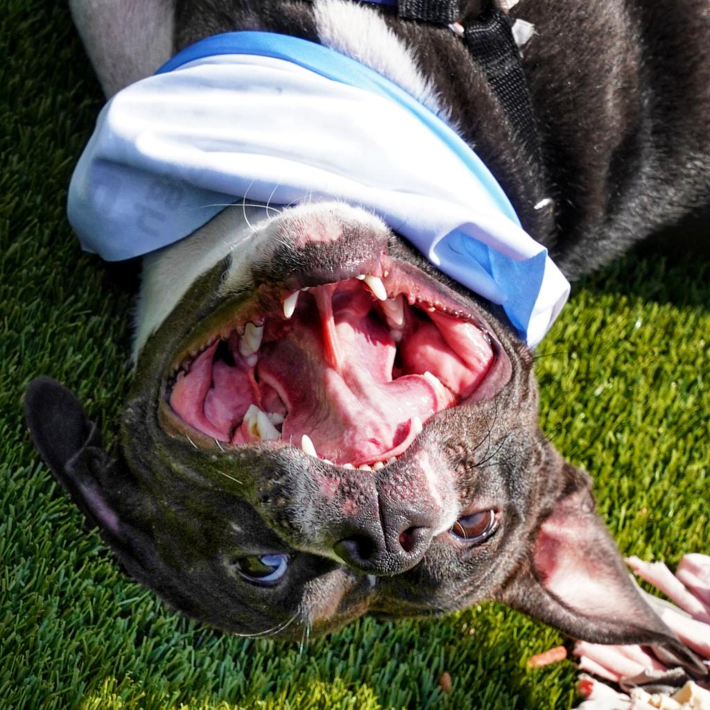 Photo of Scout 10