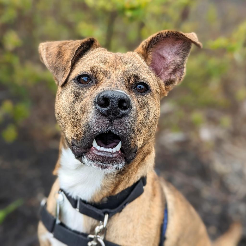 Photo of Rusty 10