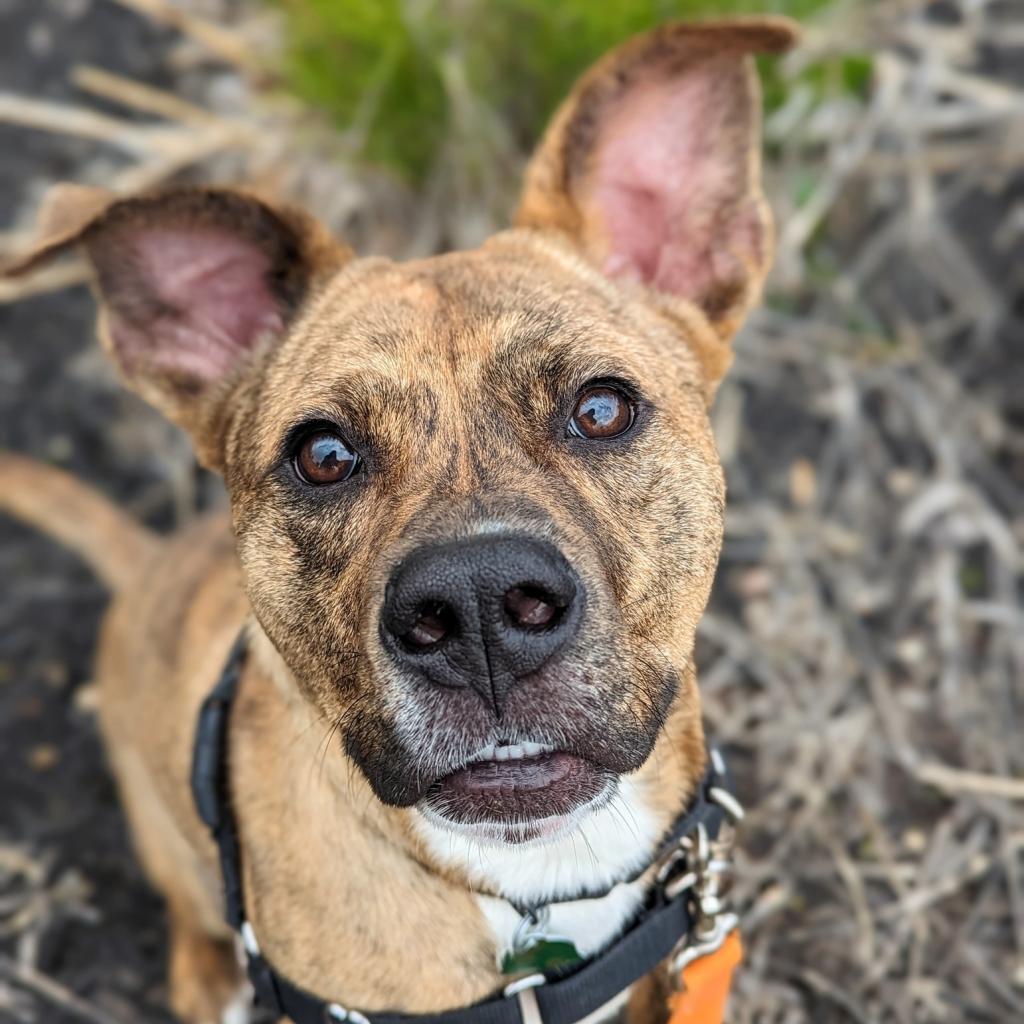 Photo of Rusty 11