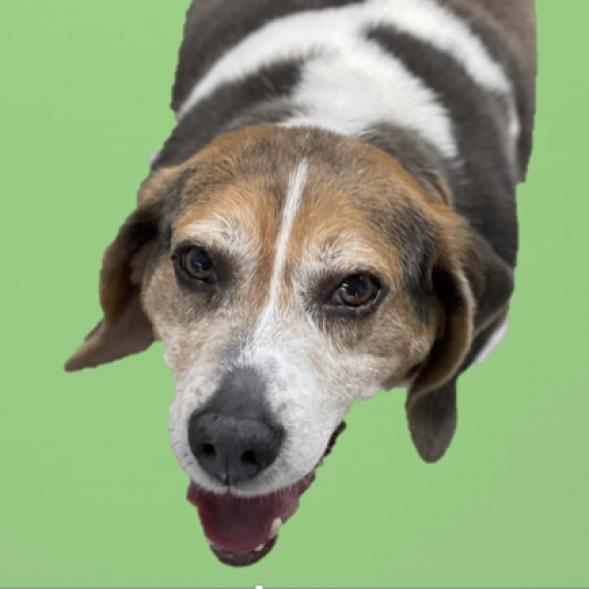 Photo of Hot Dog 5