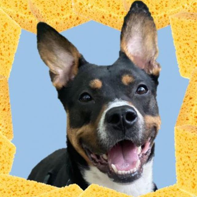 Photo of Sponge 22