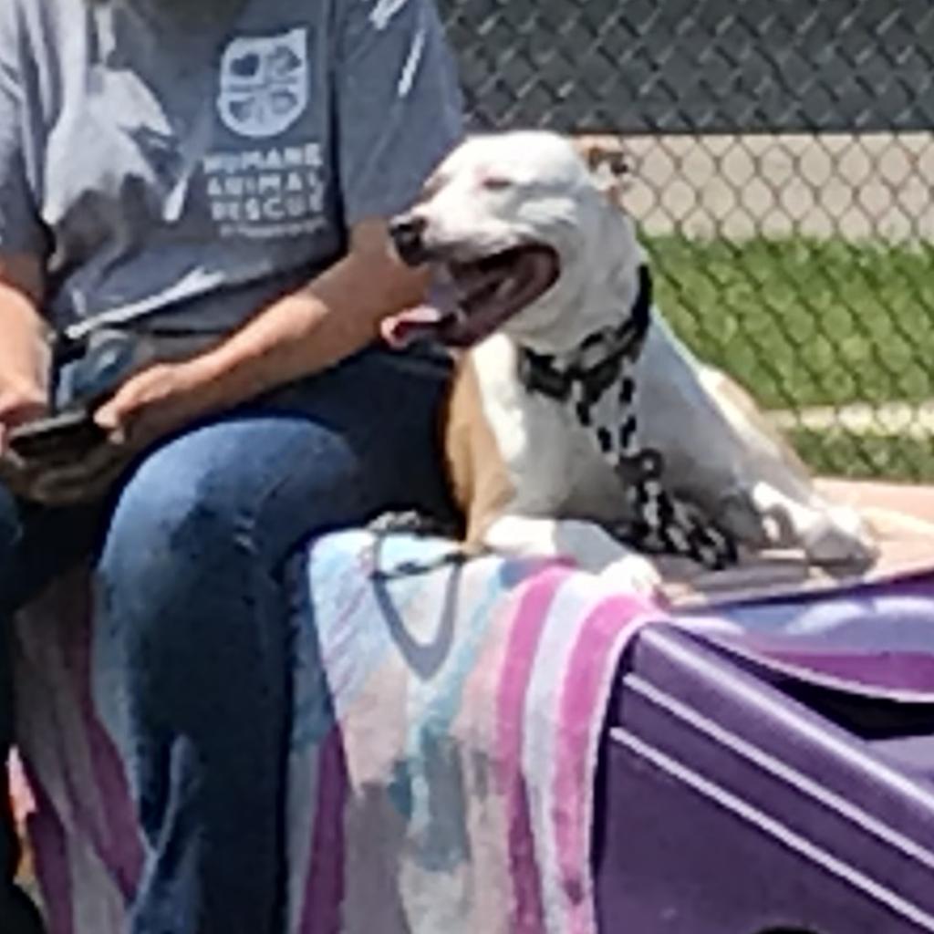 Photo of Prince 12