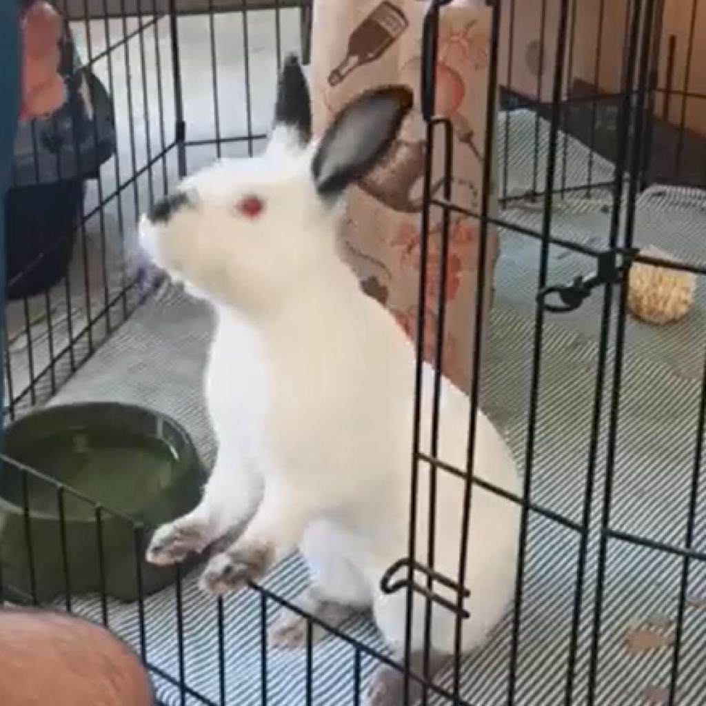 Photo of Flops 9