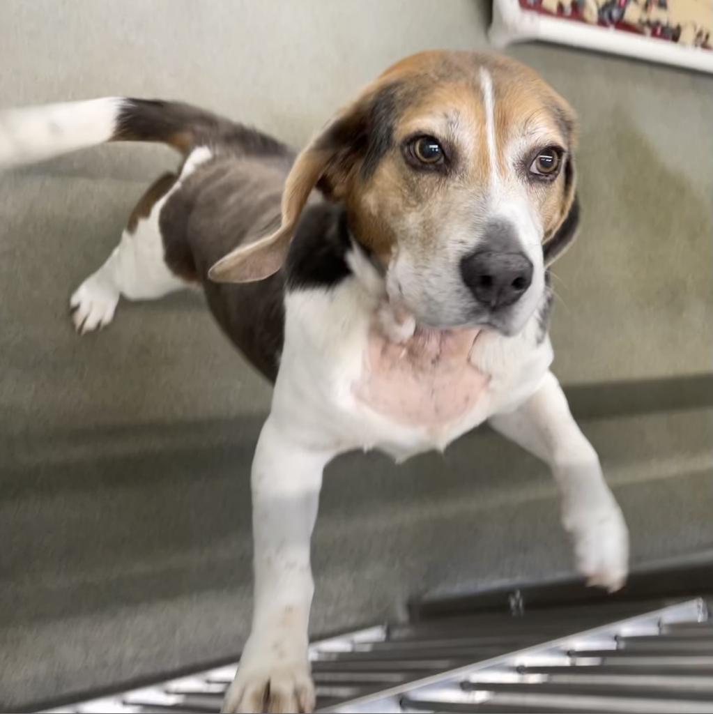Photo of Hot Dog 7