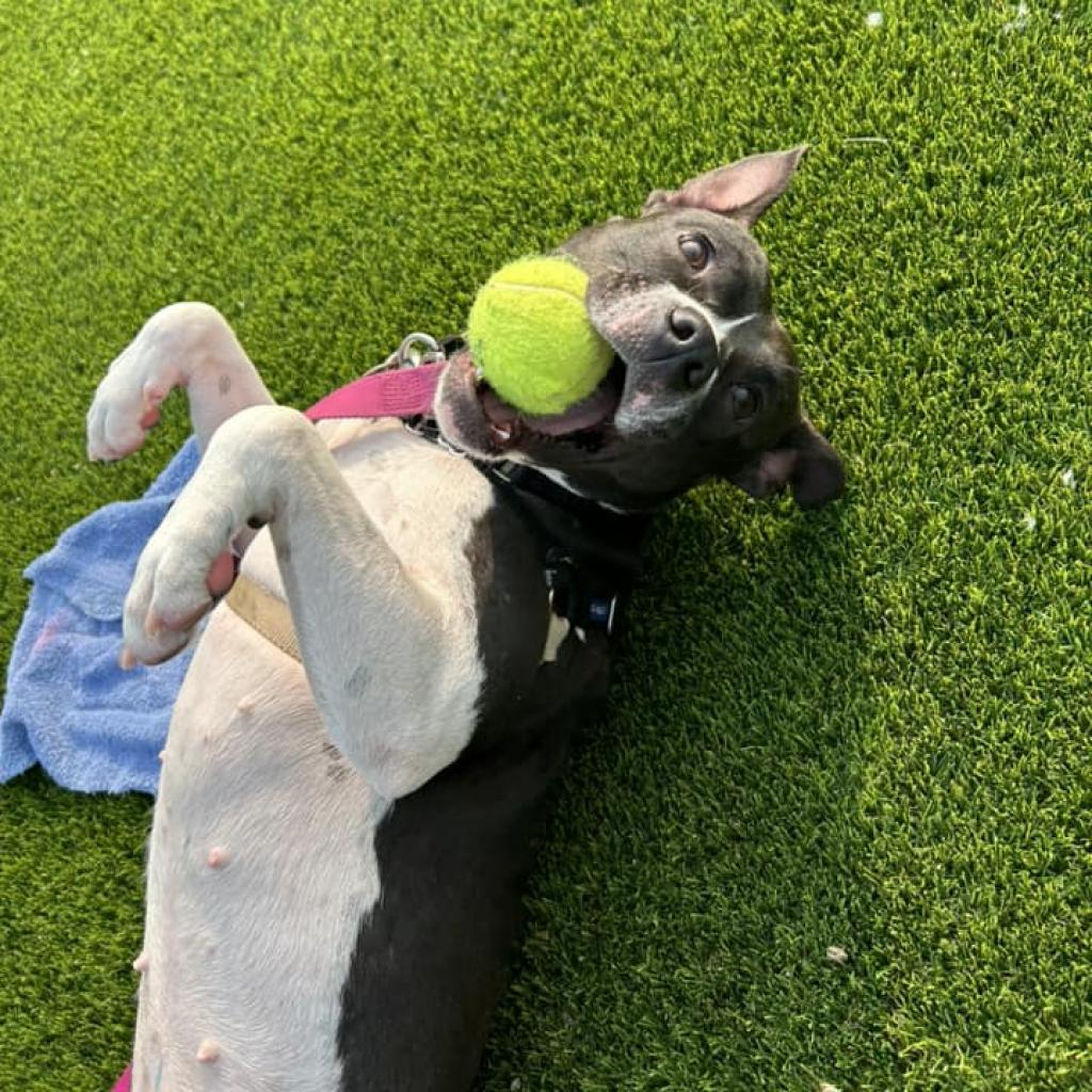 Photo of Scout 28