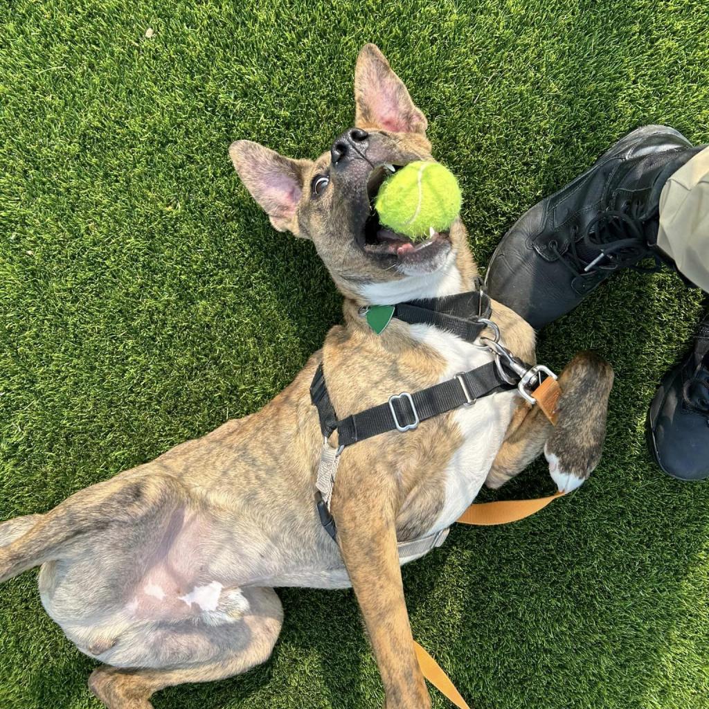Photo of Rusty 12