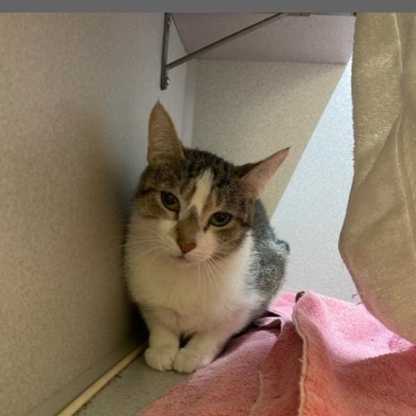 Photo of Squishmallow