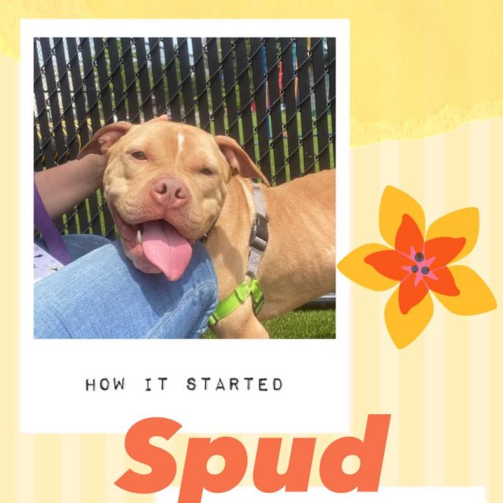 Photo of Spud 9