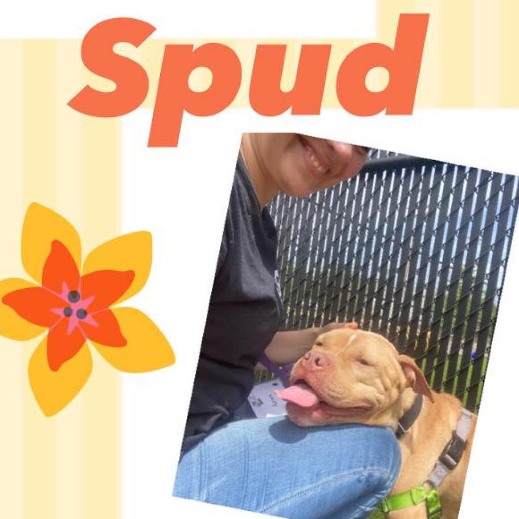 Photo of Spud 10