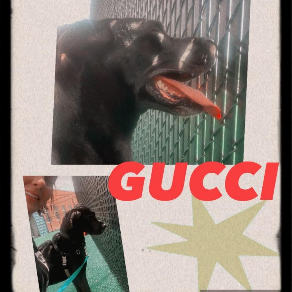 Photo of Gucci 8