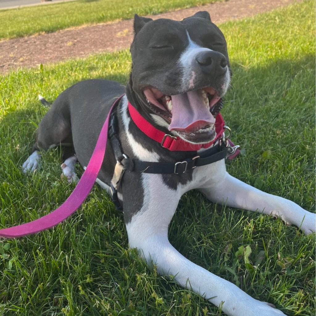 Photo of Scout 31