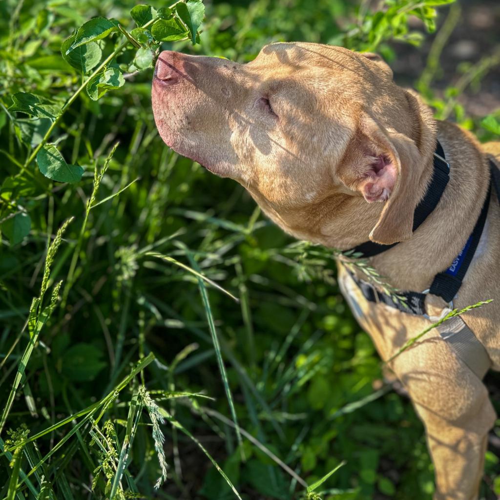 Photo of Bud 15