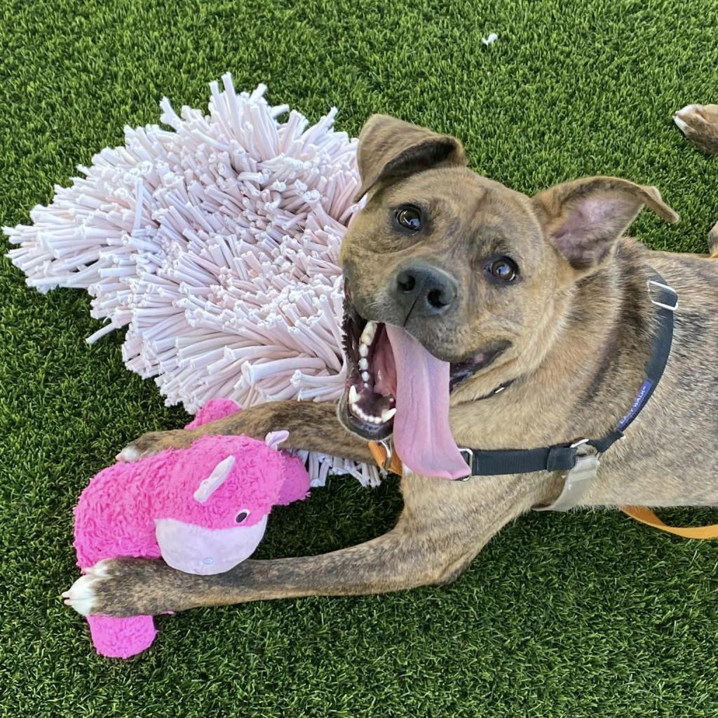 Photo of Rusty