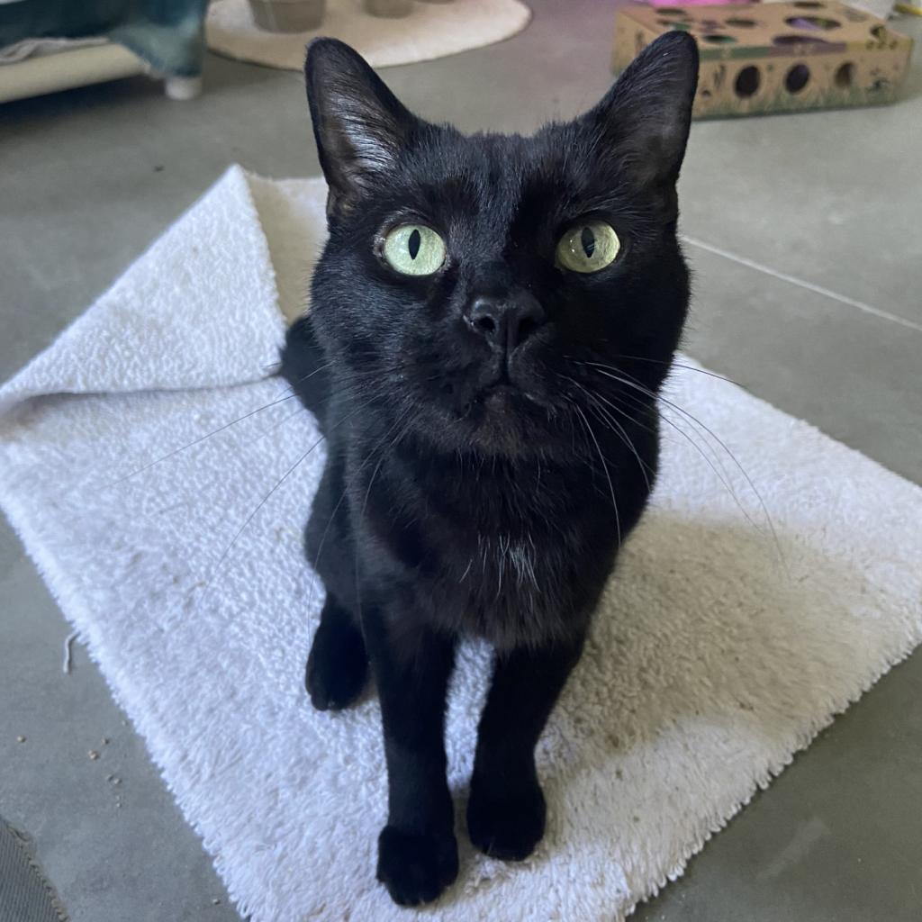 Photo of Mister Moon