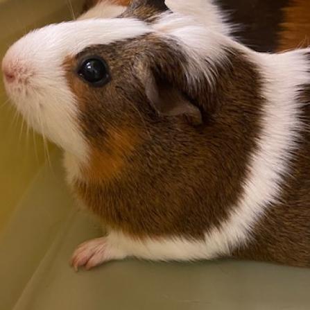 Photo of Nutmeg and Carmel