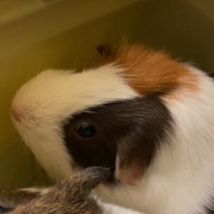 Photo of Carmel and Nutmeg