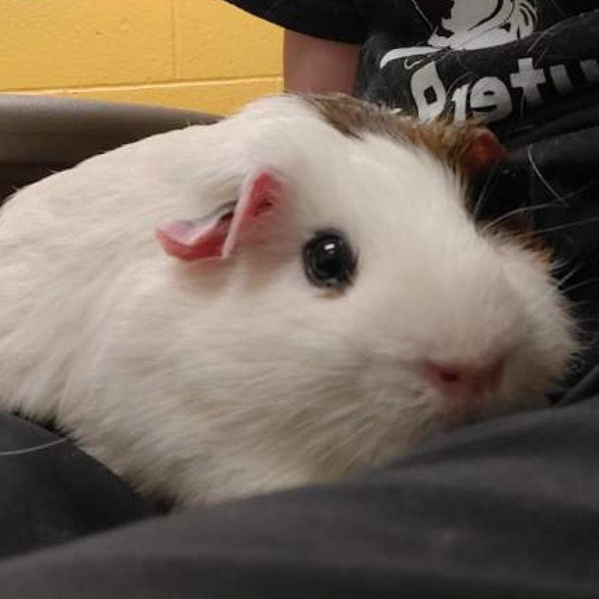 Photo of Pinky