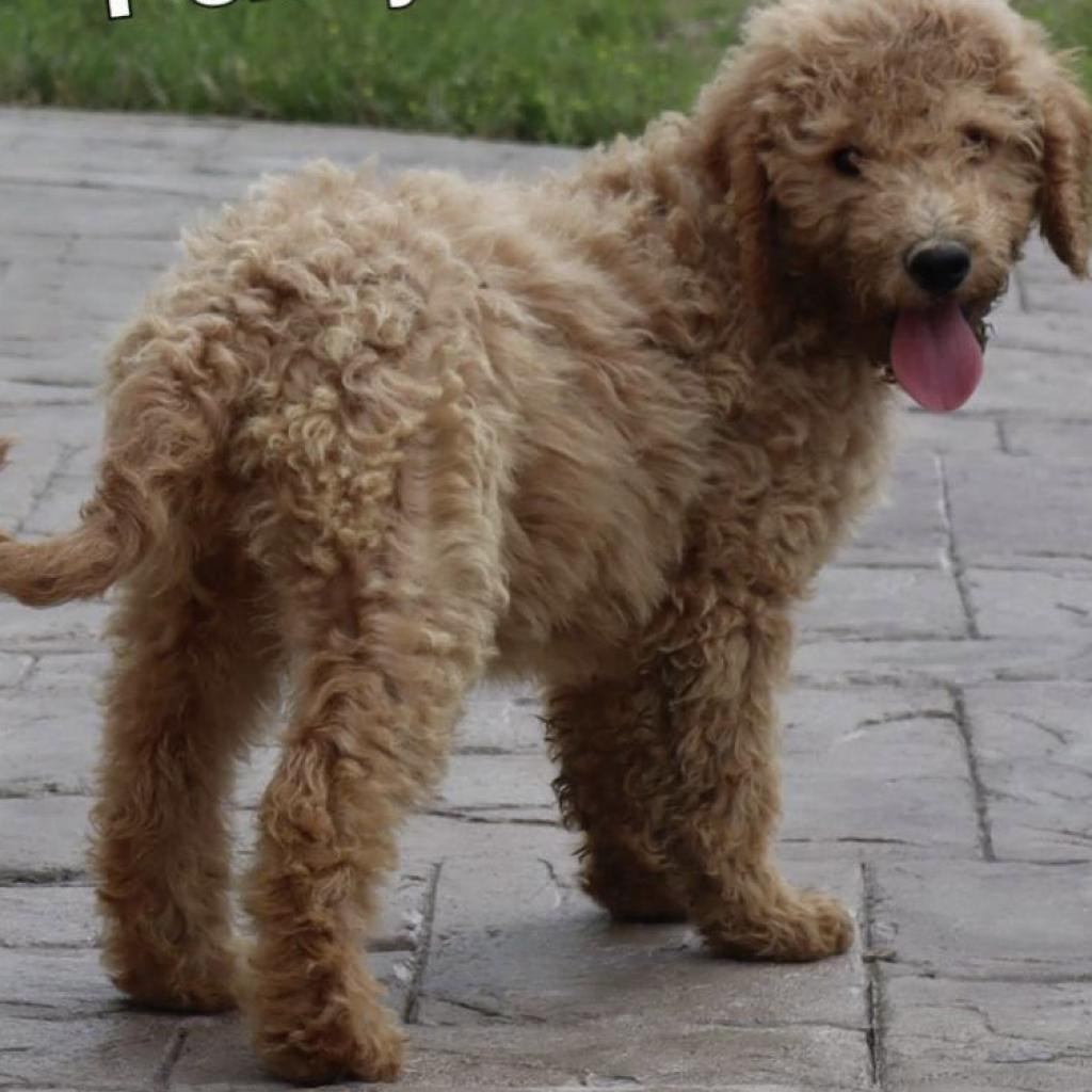 Charlie