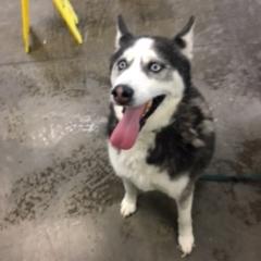 Photo of Kenai 11