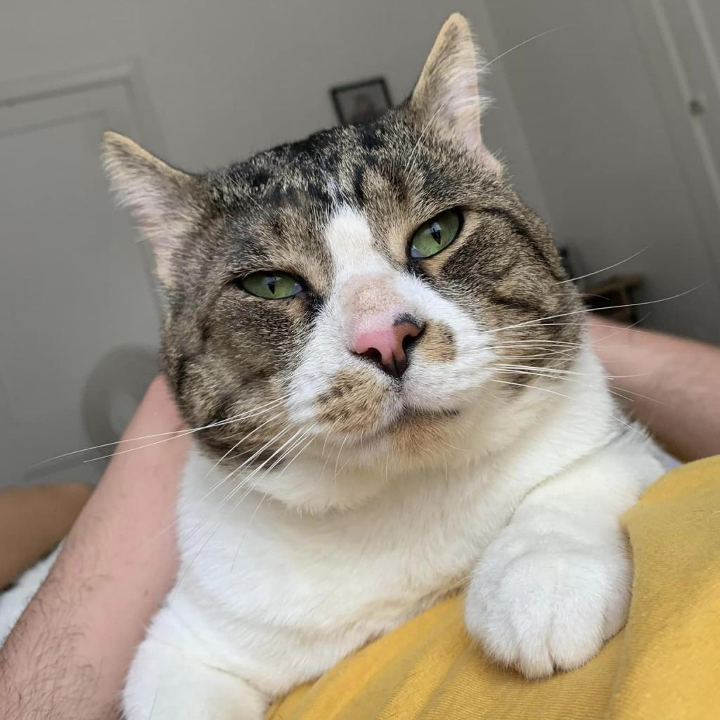Photo of Pawtrick Swayze 5
