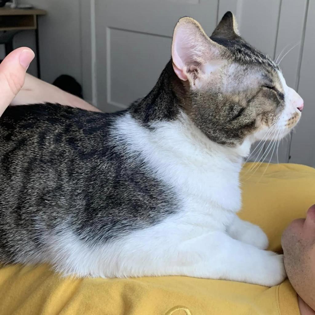 Photo of Pawtrick Swayze 6