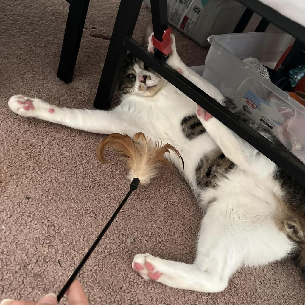 Photo of Pawtrick Swayze 9