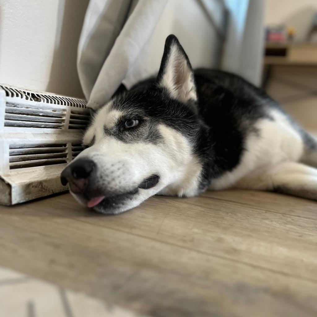 Photo of Kenai 4