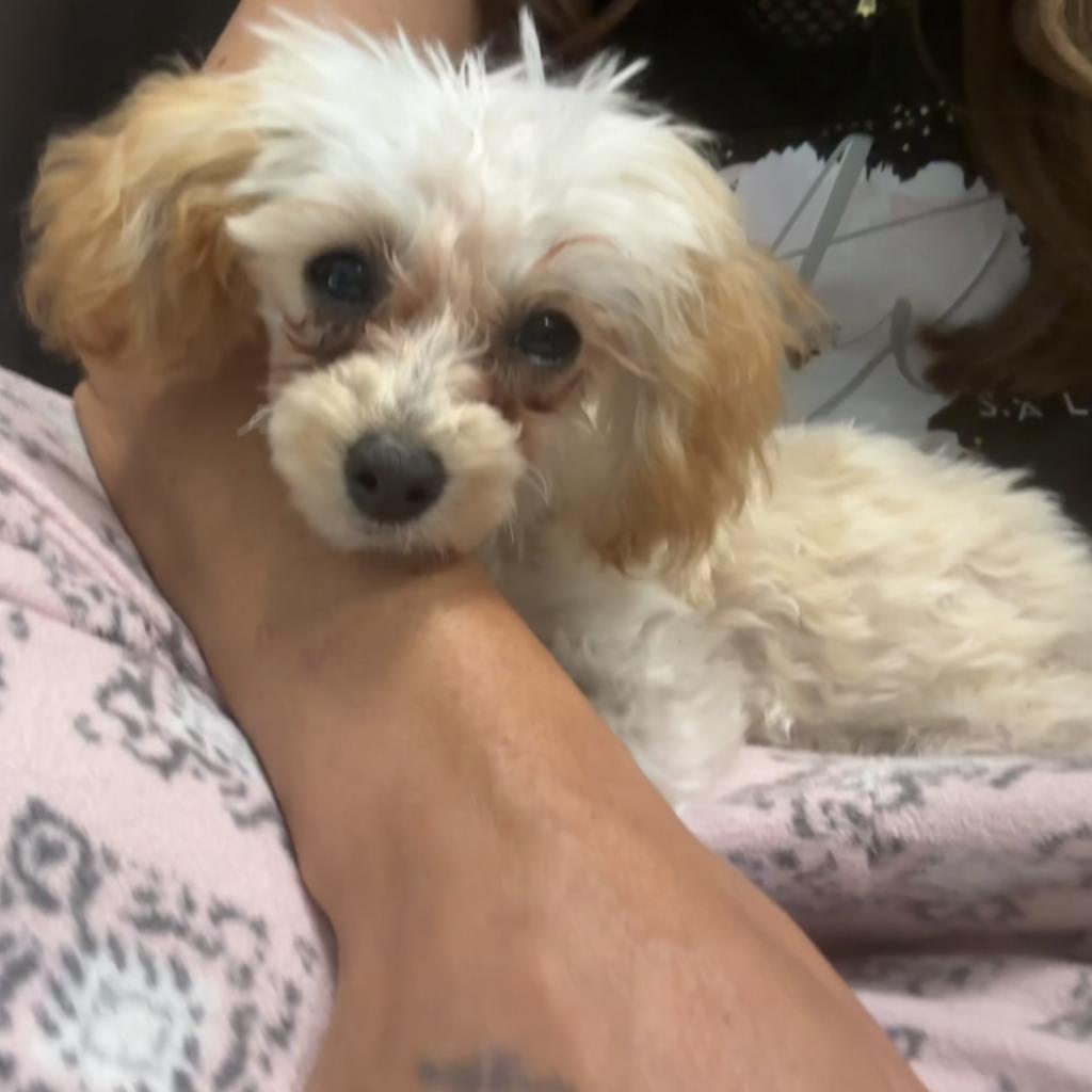 Dolly
