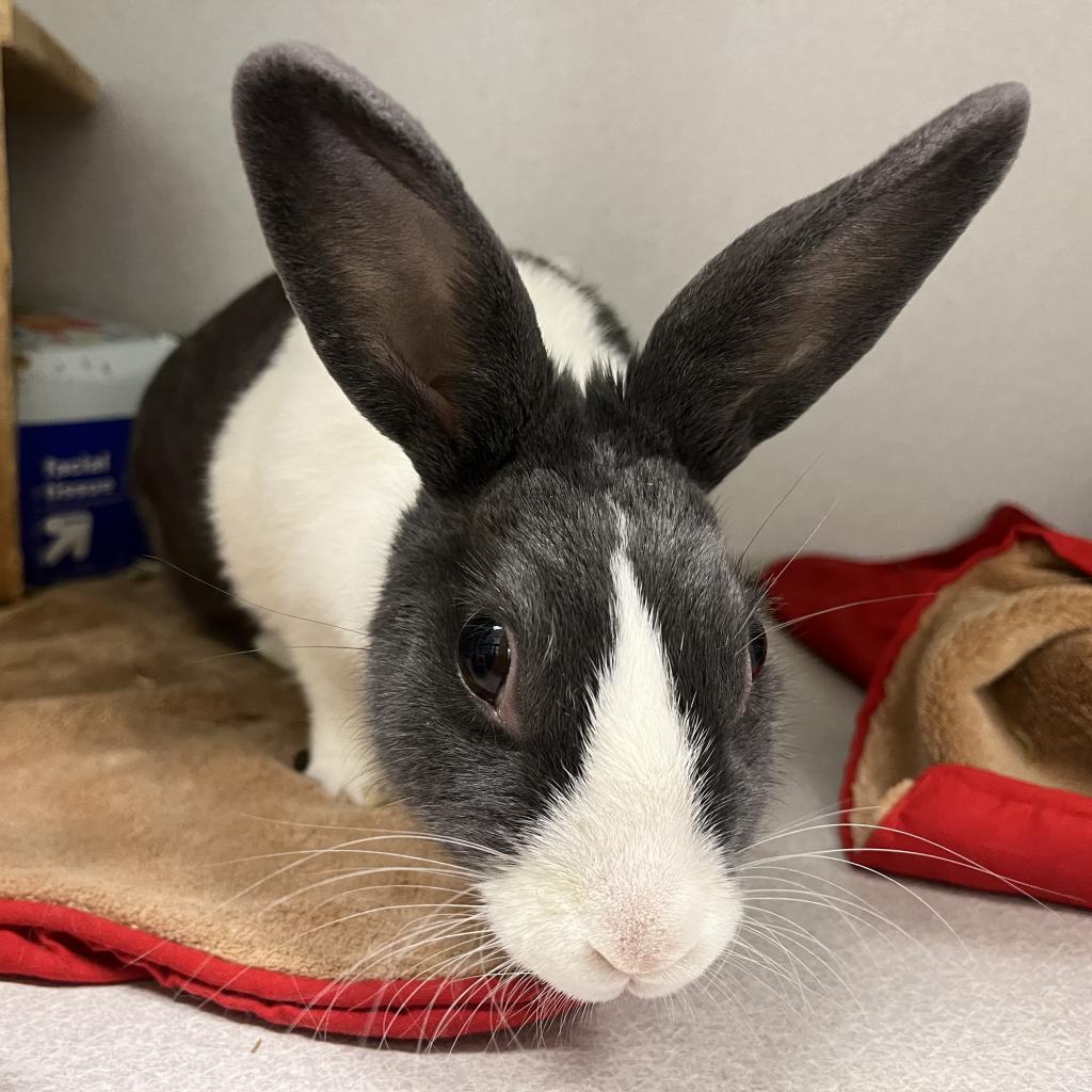 Photo of Bluebell