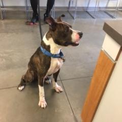 Photo of Buster Brown 4