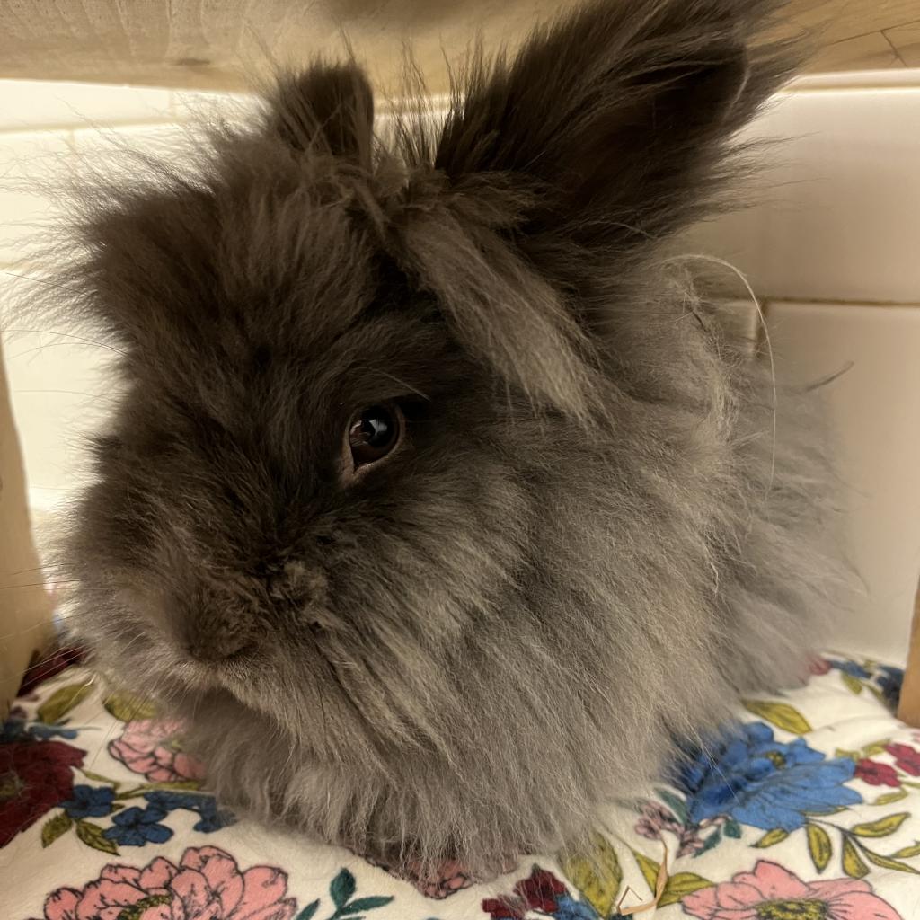 Photo of Pebbles
